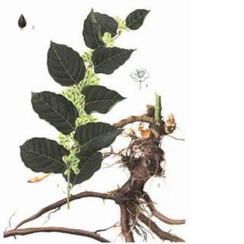 Giant knotweed extract ----resverat